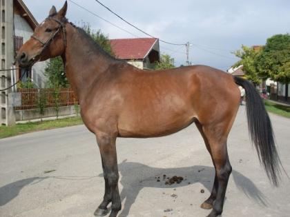 Helligbraune Pferde