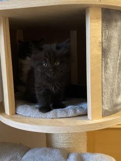 Edelmix Kätzchen Ragdoll Angora