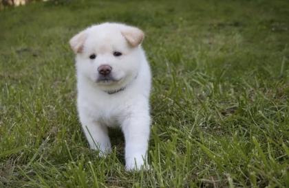 Akita x Akita-Schäferhund Welpen suchen ein neues Zuhause
