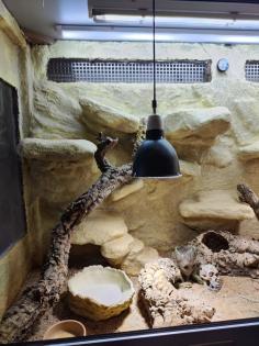 Bartagame m mit großem Terrarium Quarantäneterrarium inkl. Beleuchtung und viel Zubehör