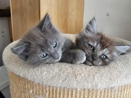 Reinrassige Maine Coon Kitten suchen ihren Dosenöffner
