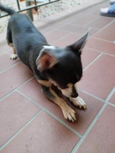 Zwerg Chihuahua blu tan abzugeben