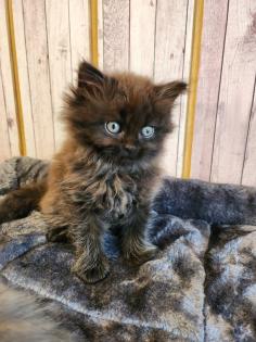 Maine Coon Perser Kater