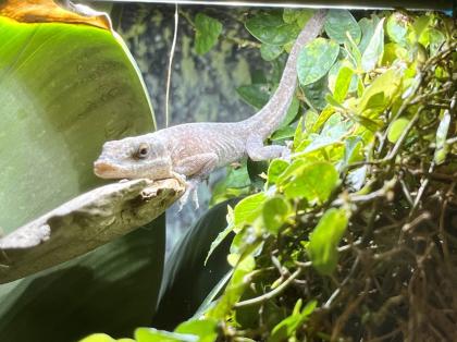 Rotkehlanolis anolis carolinensis