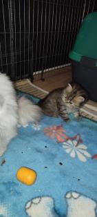 Einzelkind Perser Kitten