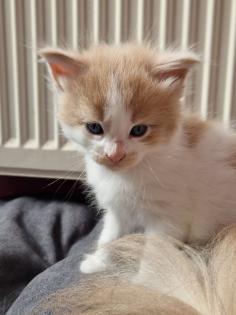 Reinrassige Maine Coon Kitten