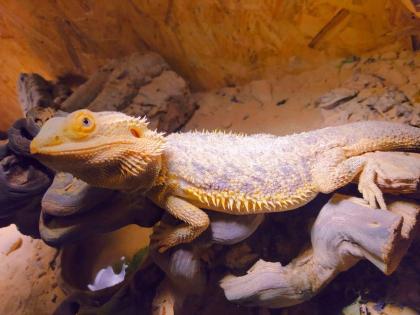 Bartagame Baghira sucht liebevolles neues Zuhause