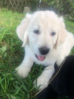 Goldendoodle Welpen Allergiker geeignet
