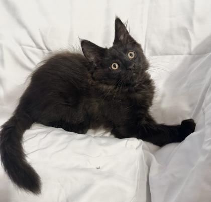 Kitten wie Maine Coon