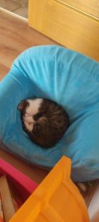 Reizendeste Katzenbabys.