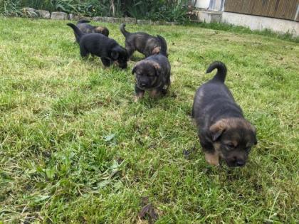 Schäfer -Berner Sennenhund Mix Welpen