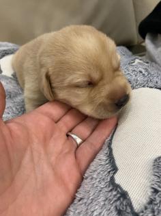 Labrador Welpen reinrassig Babylabradore