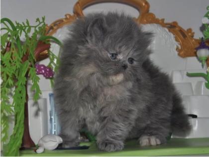 Reinrassige Perser Blau Crem Katze