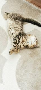 BKH Kitten männlich