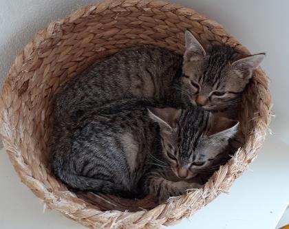 Piko und Keksi - suchen dringend ein Zuhause aus dem Tierschutz / gechipt geimpft