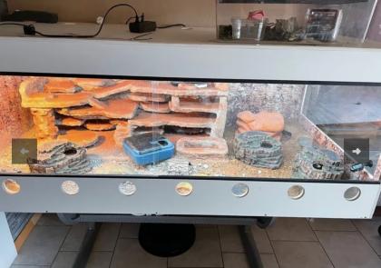3 Leapardgeckos suchen ein neues Zuhause