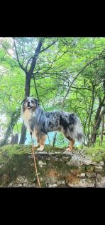 Deckrüde Australian Shepherd bluemerle