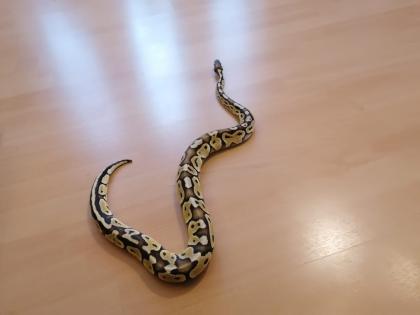 Terrarien Königspython Wir brauchen Dringend ein neues Zuhause