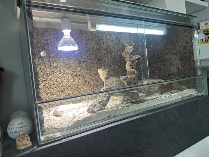 Bartagame Coco Weibchen