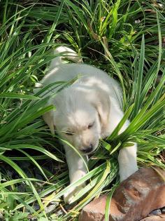 Labrador Welpen suchen dich