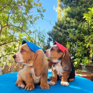Entzückende Basset Hound Welpen