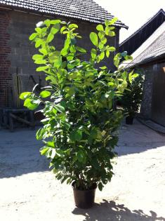 Heckenpflanzen Kirschlorbeer Eibe Taxus Glanzmispel Thuja
