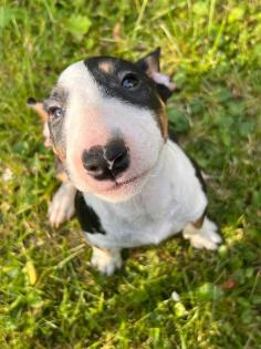 Miniatur Bullterrier