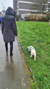 Kalle kinderlieber Terrier-Mischling
