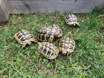 Griechische Landschildkröten NZ 2021