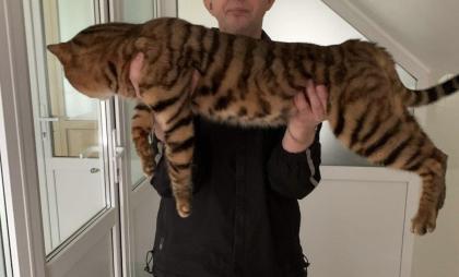 Süße Toyger Kätzchen mit Stammbaum