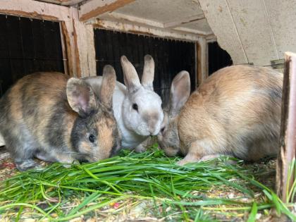 Kaninchen Babys in gute Hände abzugeben