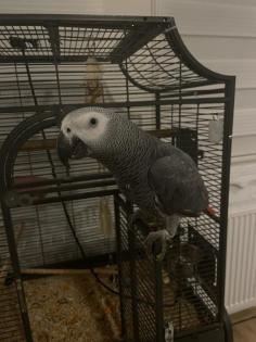 Roko der Graupapagei