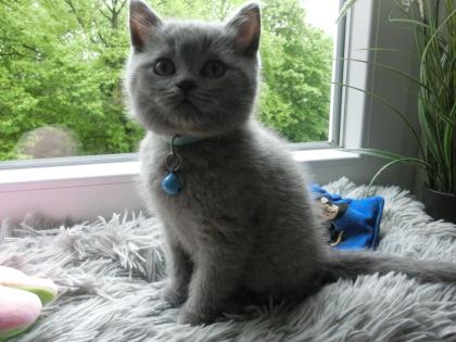 2 zuckersüße BKH Kitten blue 1Katze 1Kater mit Starterpaket