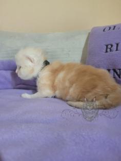 Wundervolle Maine Coon Kitten