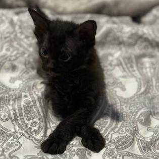 Don- Canadian Sphynx/ Sphinx Kitten