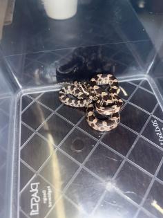 Kornnatter Pantheropis Guttatus NZ 07 25