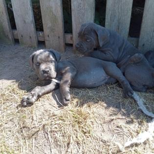 Tolle Cane Corso Welpen blueliner