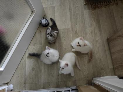 Maine Coon /BLH Katerchen Archie sucht ab 01. 08. 23 sein Zuhause