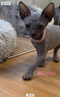 Canadian sphynx kitten