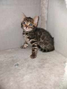Bengalkitten suchen neues Zuhause