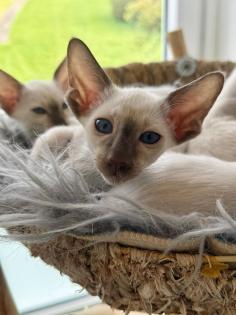 Siamkitten aus Zucht mit Herz