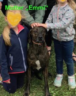 Bildhübscher schlauer Ridgeback Mix - 1x Rüde 8x Hündin