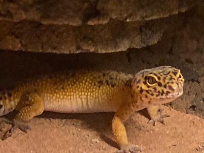 Leopardgecko mit Terrarium und Zubehör