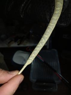 0 1 Atheris squamigera Enz 19. 08. 2022