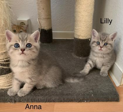 4 Bkh kitten 2 weiß und 2 Grau