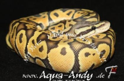 Verkaufe Königspython Python regius verschiedene Varianten