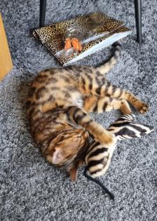 Simba sucht dringend ein Zuhause aus dem Tierschutz / gechipt geimpft kastriert