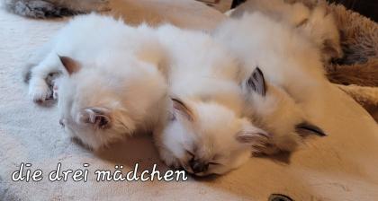 Heilige Birma Kitten