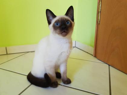 Siamkatze Thaikatze alte Art der Siam Kater Kitten blue point