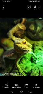 Bartagame mit oder ohne Terrarium
